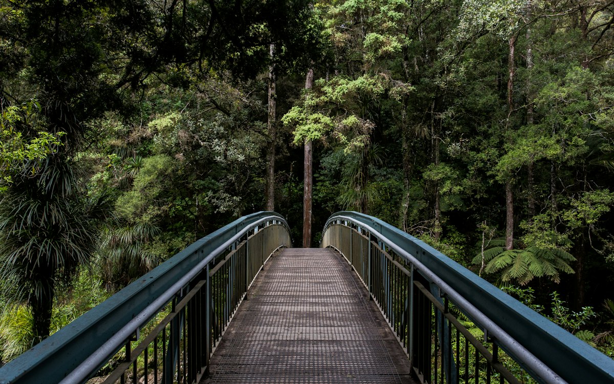 A wooden footbridge connecting a path through a green forest.
